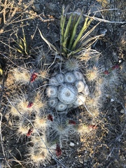 Mammillaria chionocephala