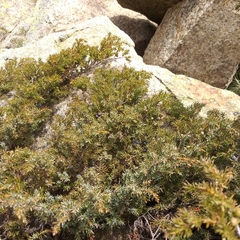 Juniperus