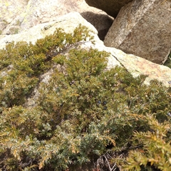 Juniperus