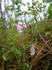 Cleistesiopsis