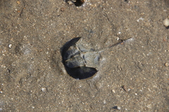 Tachypleus tridentatus