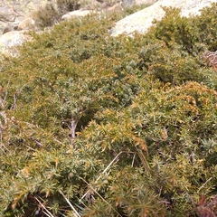 Juniperus