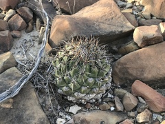 Coryphantha salinensis