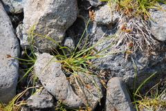 Fimbristylis dichotoma ochotensis