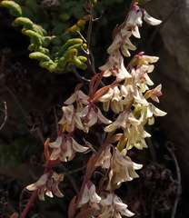 Callipeltis cucullaris