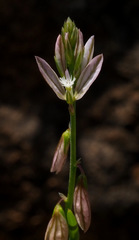 Polygala monspeliaca