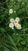 Daisy Fleabane - Photo (c) browneyedbeauty, some rights reserved (CC BY-NC)