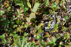 Ophioglossum thermale