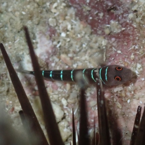 Nineline goby (Ginsburgellus novemlineatus) — Gobiidae — 5
