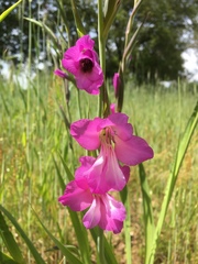 Gladiolus communis byzantinus