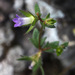 Small Bellflower - Photo (c) Ron Frumkin, some rights reserved (CC BY-NC), uploaded by Ron Frumkin