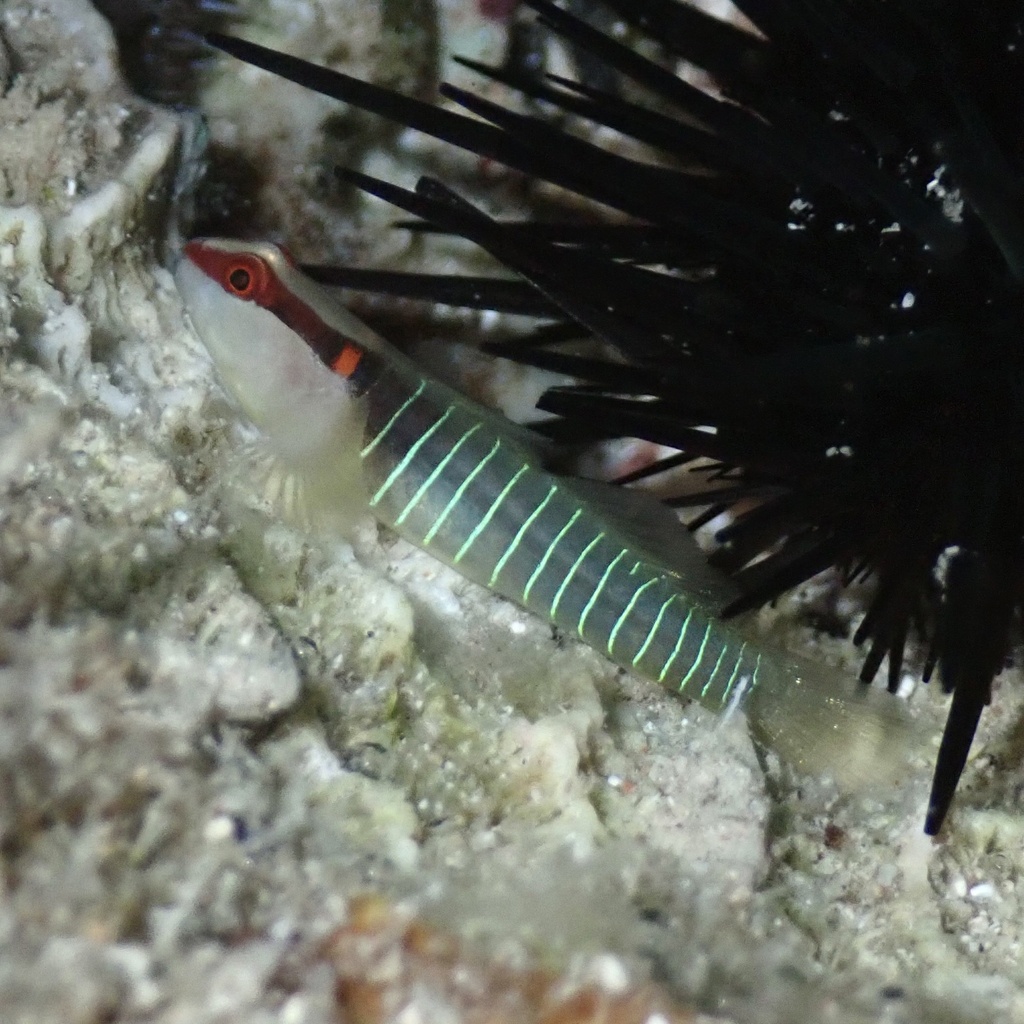 Greenband goby (Tigrigobius multifasciatus) — Gobiidae