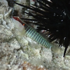 Greenbanded Goby photo 2