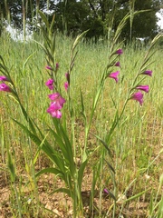 Gladiolus communis byzantinus