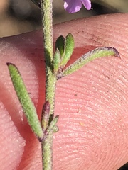 Muraltia dispersa