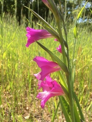 Gladiolus communis byzantinus