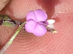 Muraltia dispersa