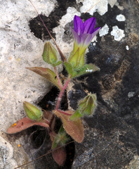 Campanula hierosolymitana