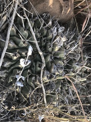 Thelocactus rinconensis
