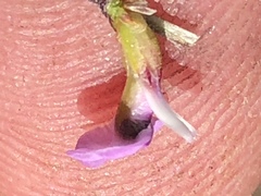 Muraltia dispersa