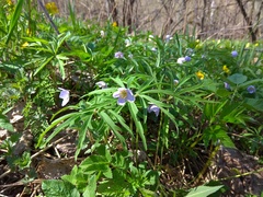 Anemonoides caerulea