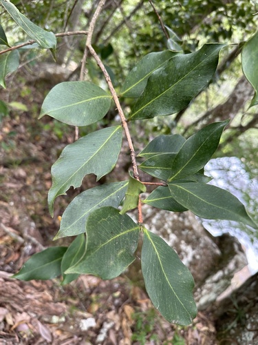 Garcinia buchananii