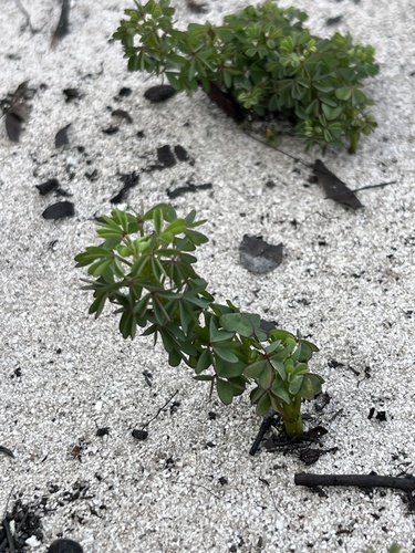 Image of Oxalis heterophylla by (c) Charleen Brunke, some rights reserved (CC BY)