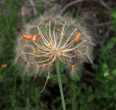 Tragopogon coelesyriacus