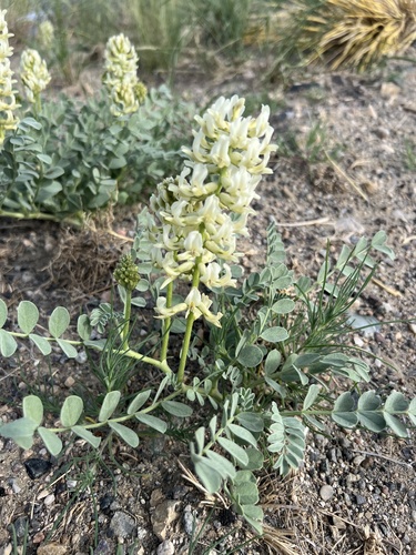 Oregon Milkvetch (Astragalus oreganus)