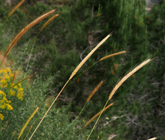 Hordeum bulbosum