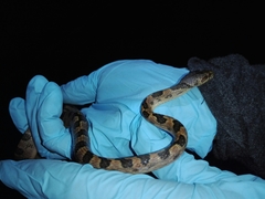 Leptodeira rhombifera