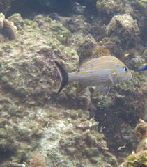 Haemulon carbonarium