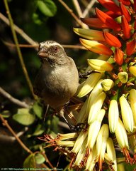 Crithagra gularis gularis