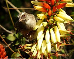 Crithagra gularis gularis