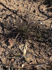 Muraltia dispersa