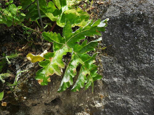 Image of Thapsia nitida by (c) Duarte Frade, some rights reserved (CC BY)