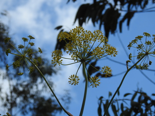 Image of Thapsia nitida by (c) Duarte Frade, some rights reserved (CC BY)
