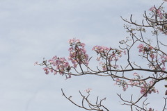 Handroanthus