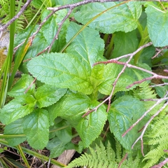 Scrophularia umbrosa