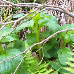 Scrophularia umbrosa
