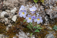 Polemonium boreale
