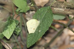 Abaeis salome jamapa