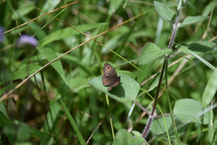 Strabena vinsoni
