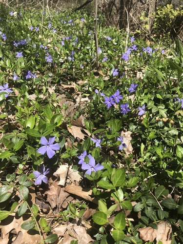 common periwinkle (Vinca minor)
