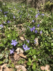 Vinca minor — photo 2