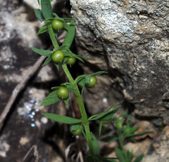 Lysimachia linum-stellatum