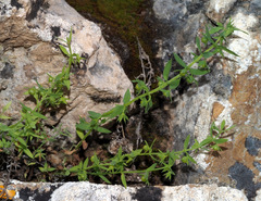 Lysimachia linum-stellatum