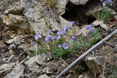 Polemonium boreale