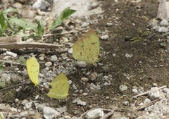 Abaeis salome jamapa