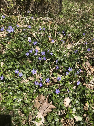 Vinca minor